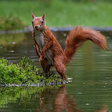 Squirrels